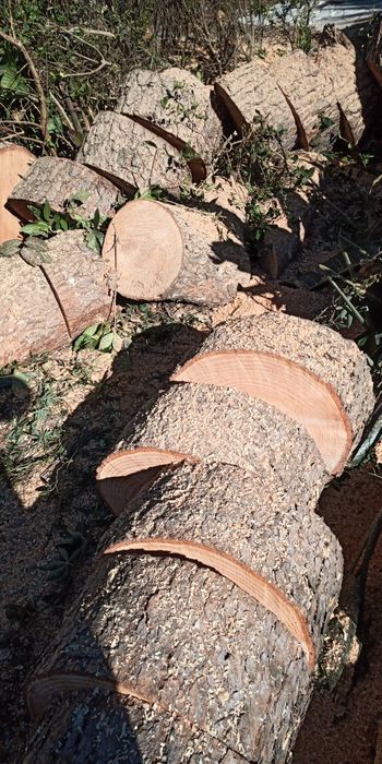 Corte  e abate de árvores em situação difícil.