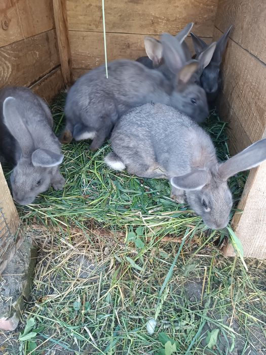 Продам кролі різного віку від трьох місяців до року