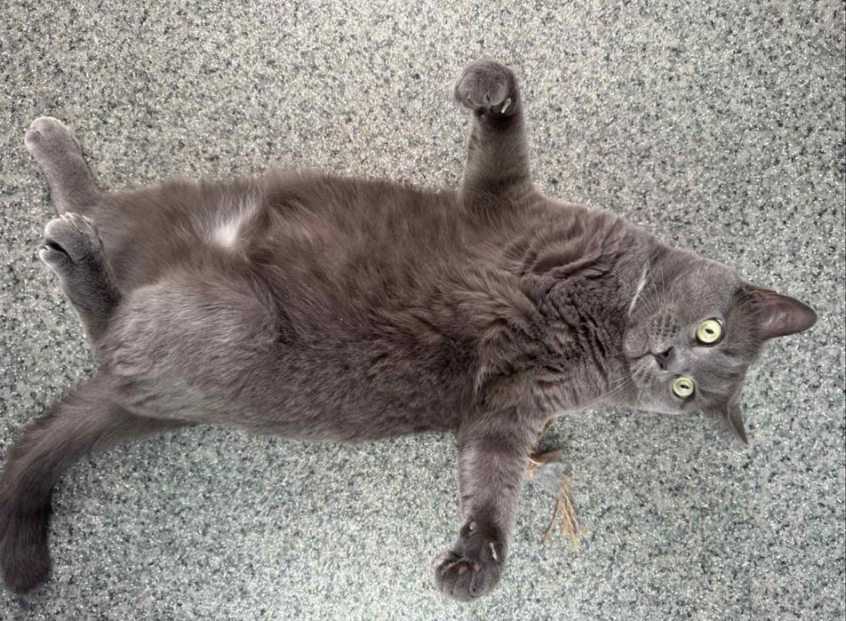 Віддам котика у добрі і відповідальні руки