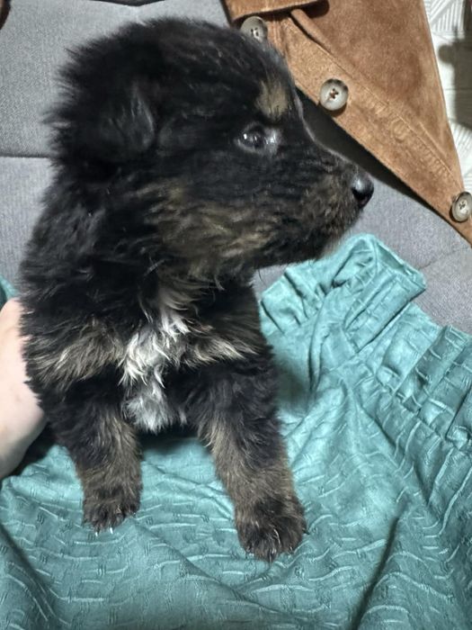 Терміново шукаємо родину або перетримку