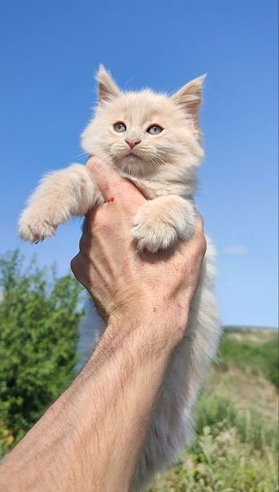 котята мейн-кун , котики и кошечки