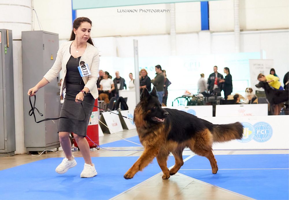 Німецька вівчарка з документами КСУ