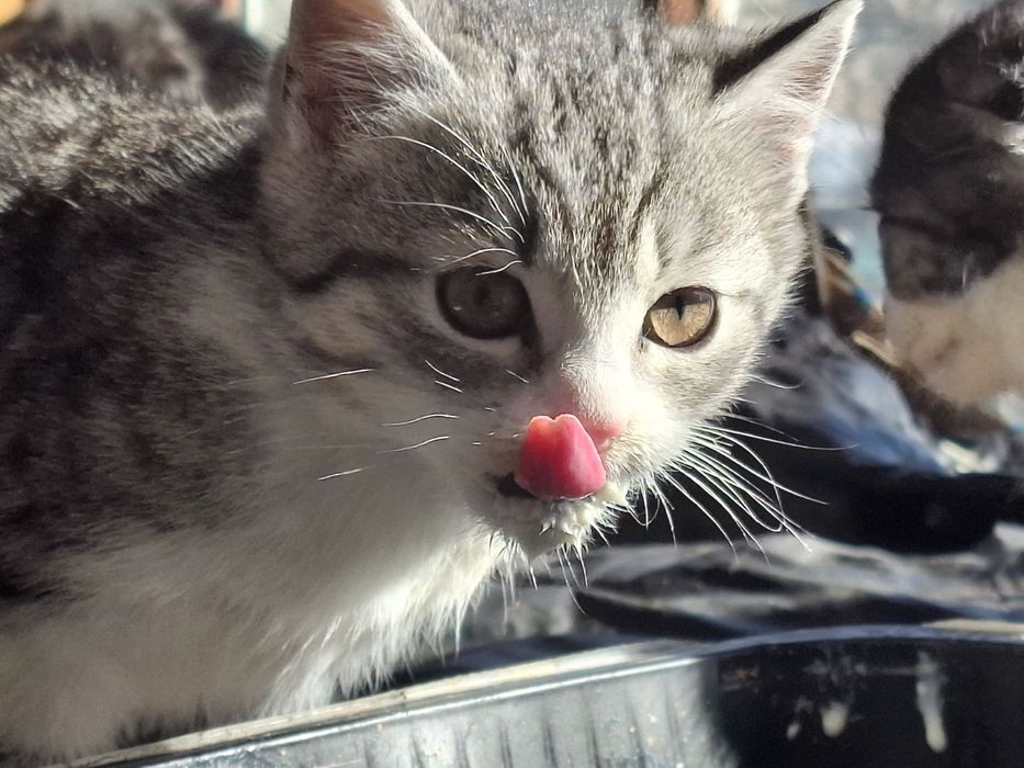 Віддам в добрі руки кошеня