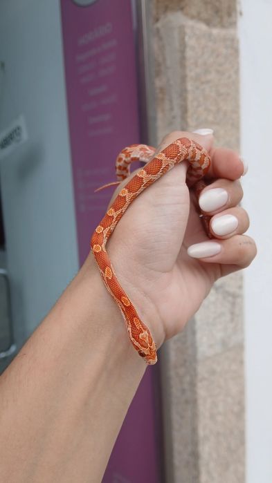 Cobra do milho bebés