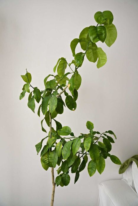 Drzewko cytrusowe - Limonka