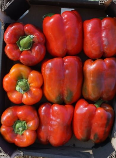 Насіння перцю ВАНГАРД F1 VANGARD F1 Семена Переца