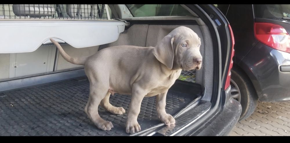Weimaraner com lop