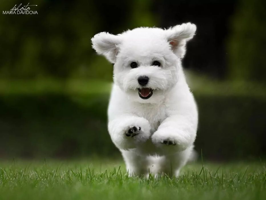 Монопородный питомник Бишон фризе предлагает к продаже щенков