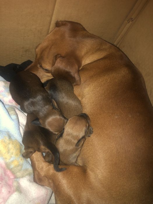 Такса цуцики щенята собака