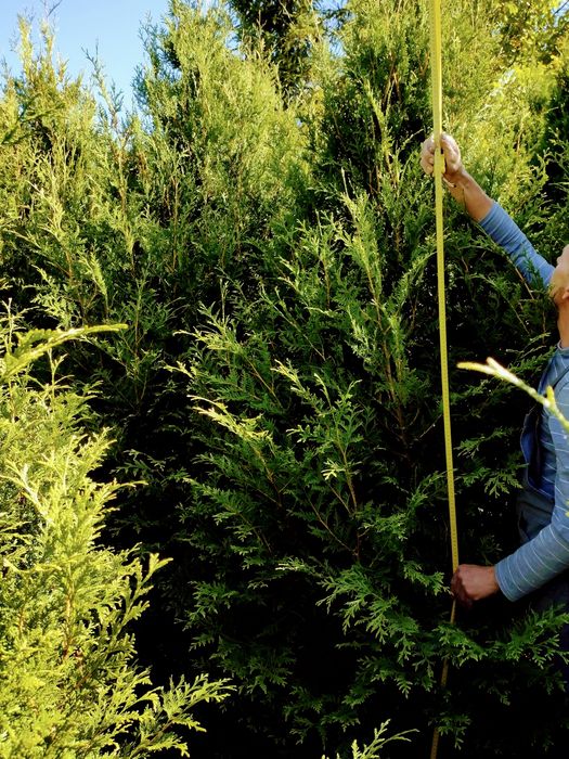 Tuja Aureospicata wysoka 230-260 cm, tuje SZMARAGD różne wysokości