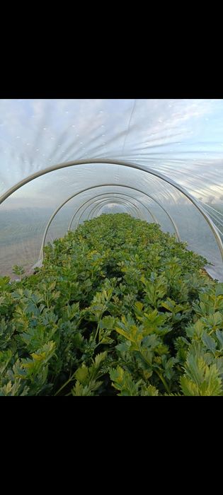 Tunel foliowy pałąki ramki budki