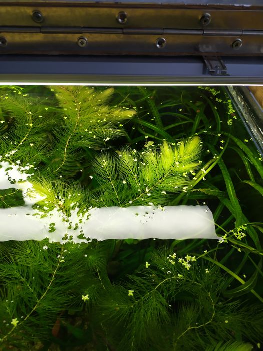 Rogatek bardzo ładny