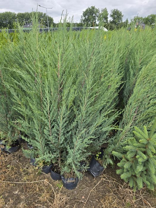 Jałowiec Blue Arrow 60 - 200 cm skalny niebieski jałowce 100