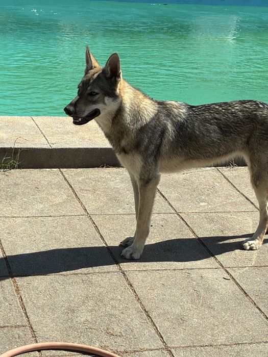Tomo conta do seu cao dia e noite