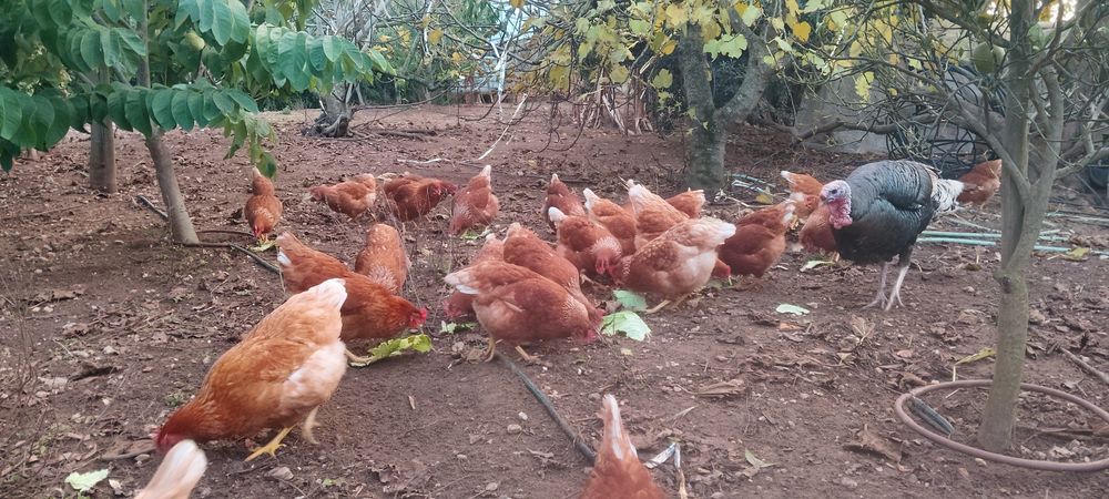 Ovos caseiros do dia