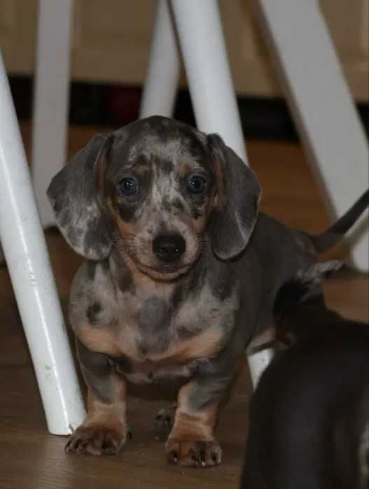 Teckel blue merle