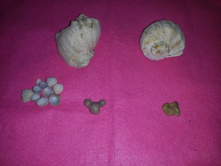 Морське морское для акваріуму аквариума б/в.