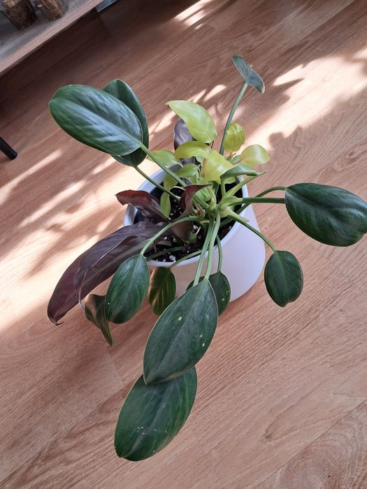 Philodendron, filodendron