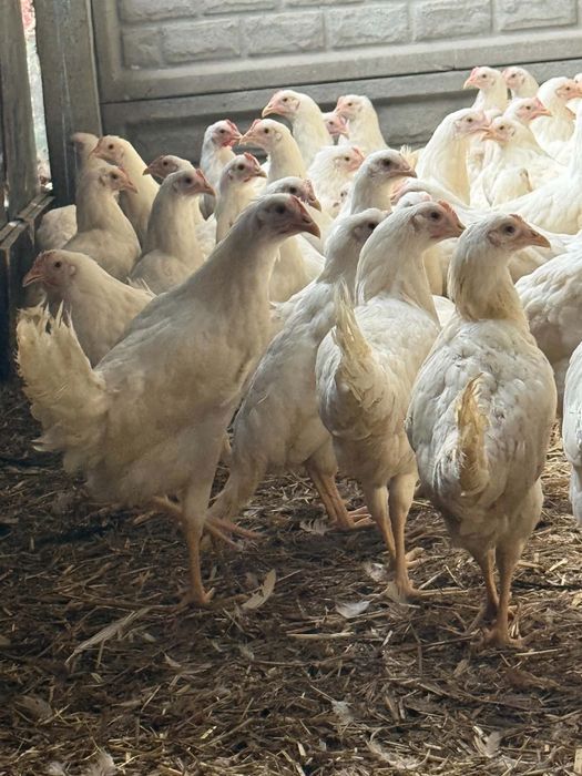 Sprzedam kury nioski leghorn 16 tygodniowe