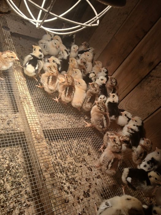 Pisklęta liliput (cwerg) perliczki indyki marans Ayam Cemani