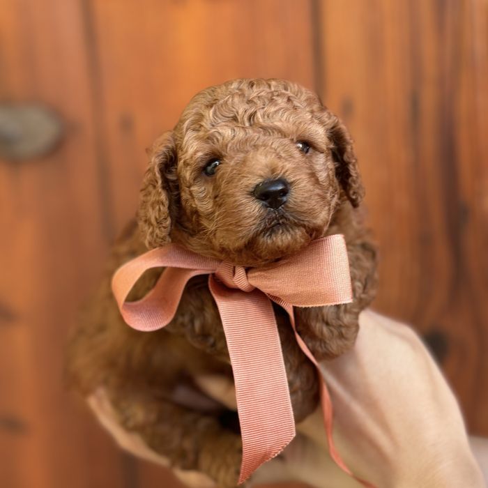 шикарний хлопчик у забарвленні RED BRAUN