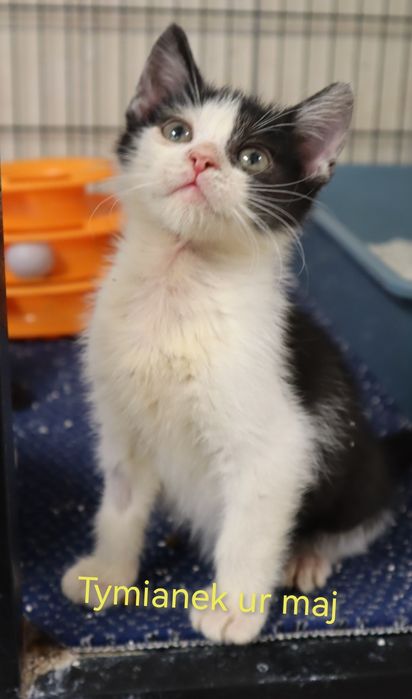 Kociaki z tęsknotą czekają na domy