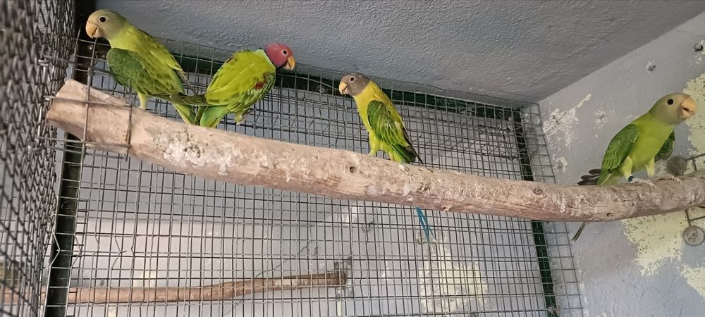 cabeças ameixa opalinos 2026 casal