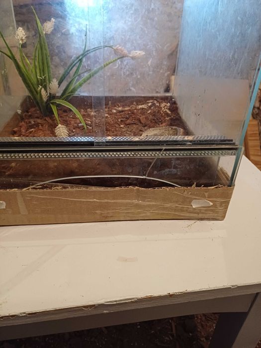 Terarium urzywane