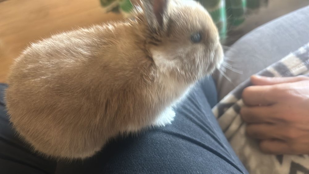 Coelho bebe anão