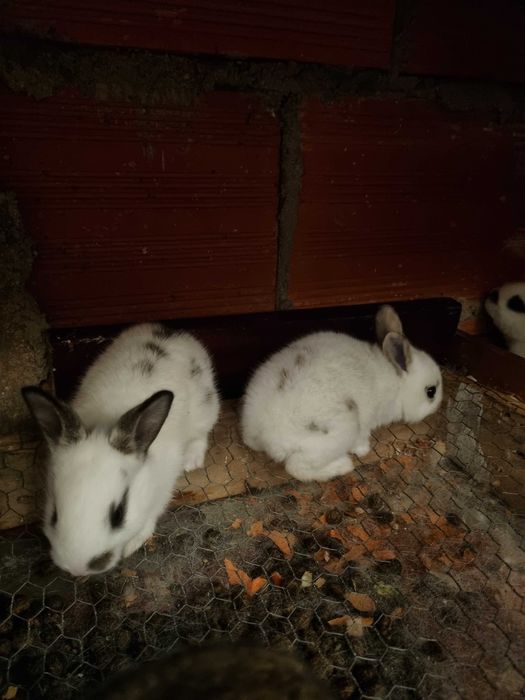 Coelhos caseiros