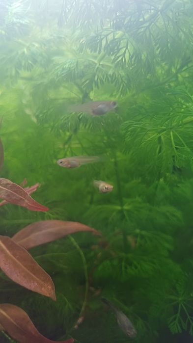 Guppy (alevins) e caracois