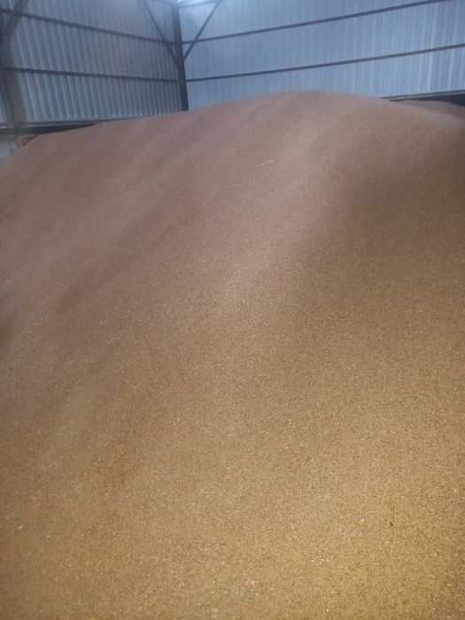 Пшениця озима, ячмінь ярий