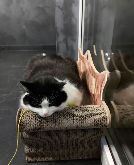 Duży drapak sofa dla kota legowisko tekturowe XL