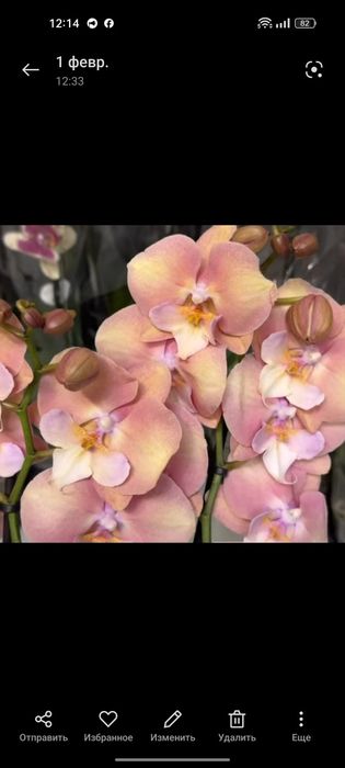 Орхідея, фаленопсіс райдужна.