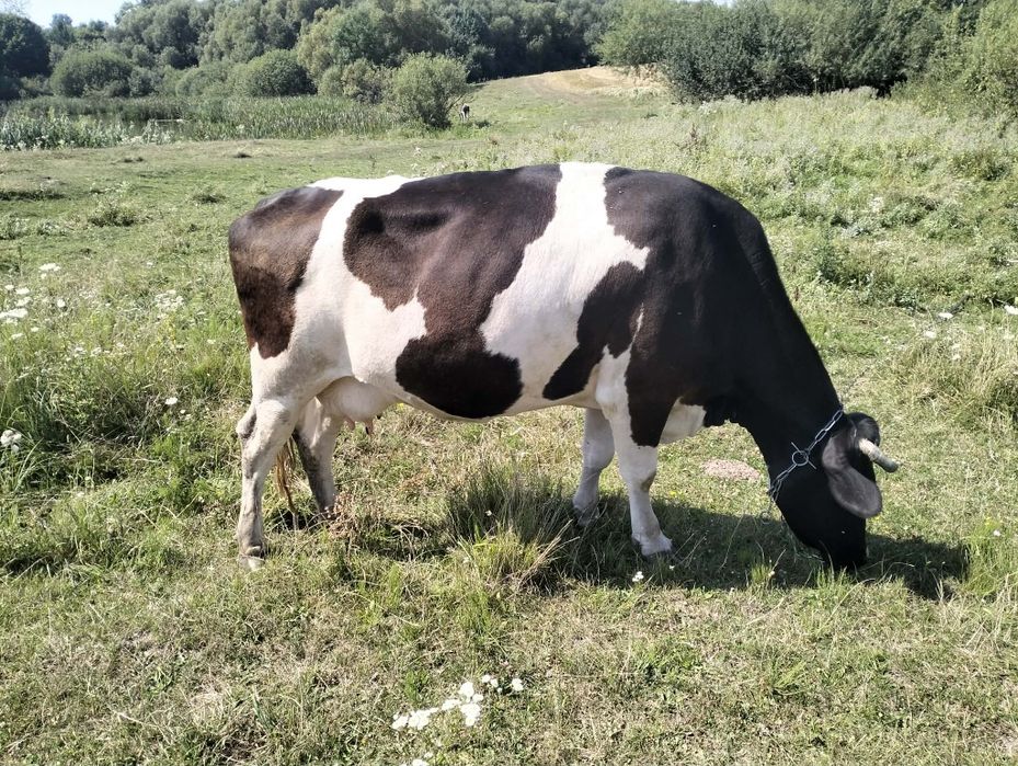 Продам корову 5років.