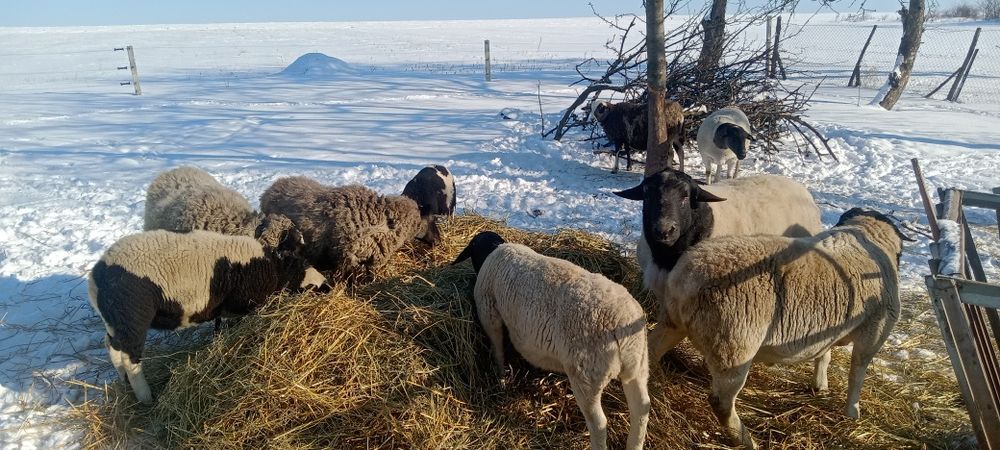 Продам вівці,кроси,дорпер