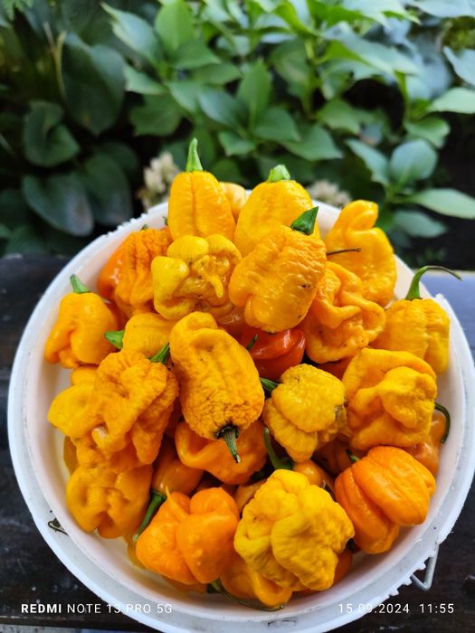 Carolina Reaper надгострий перець(мелений) 10 грам.
