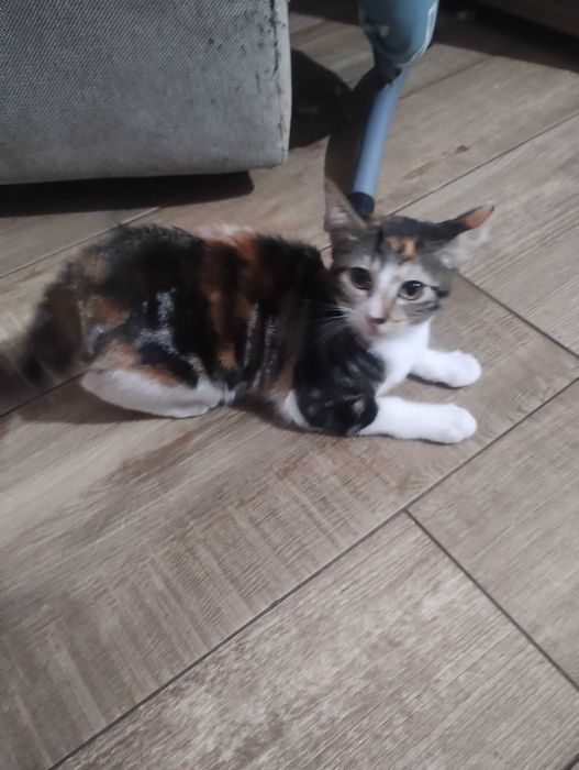 Gatinhos para adoção