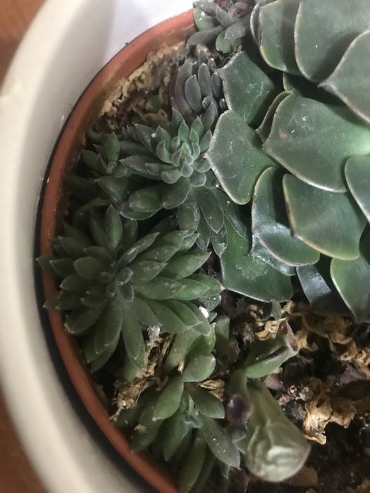 Кімнатні сукуленти