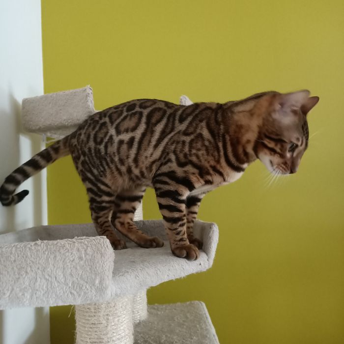 Kot bengalski rodowód FPL/FIFE