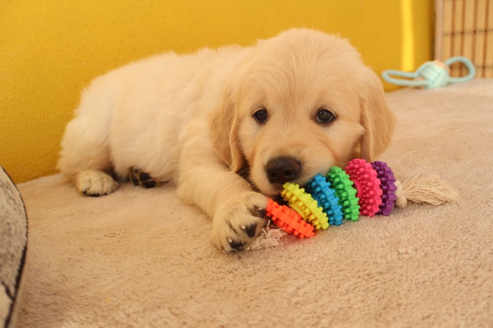 Golden Retriever