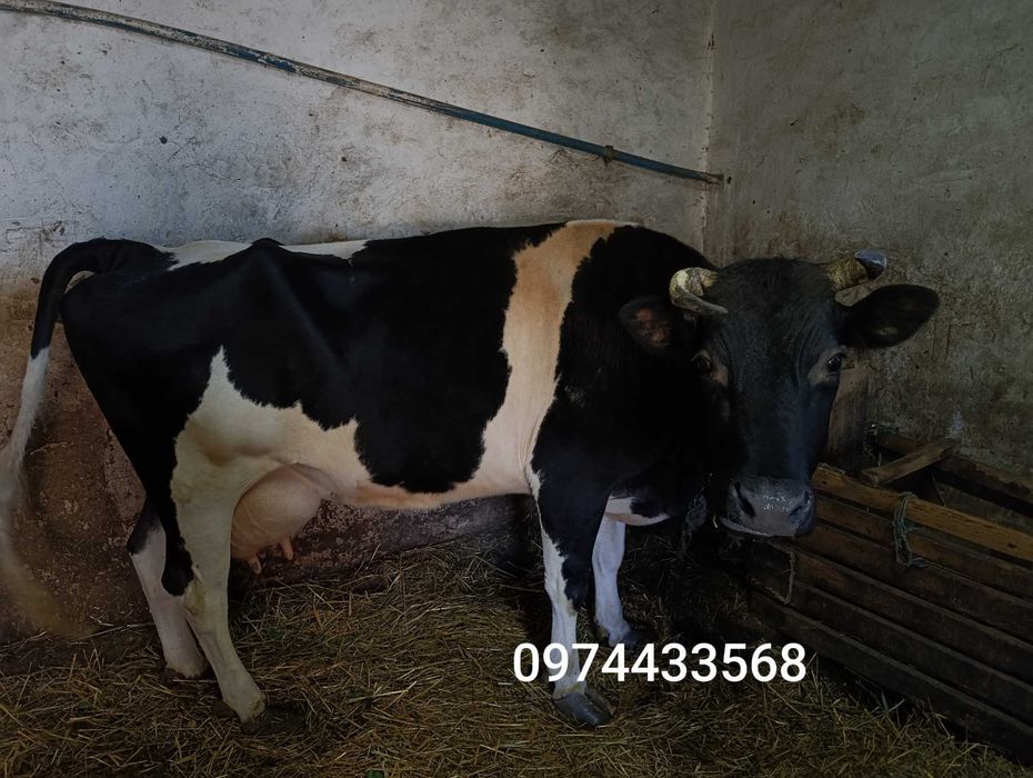 Продаж, Молочної корови.Вік 8 років