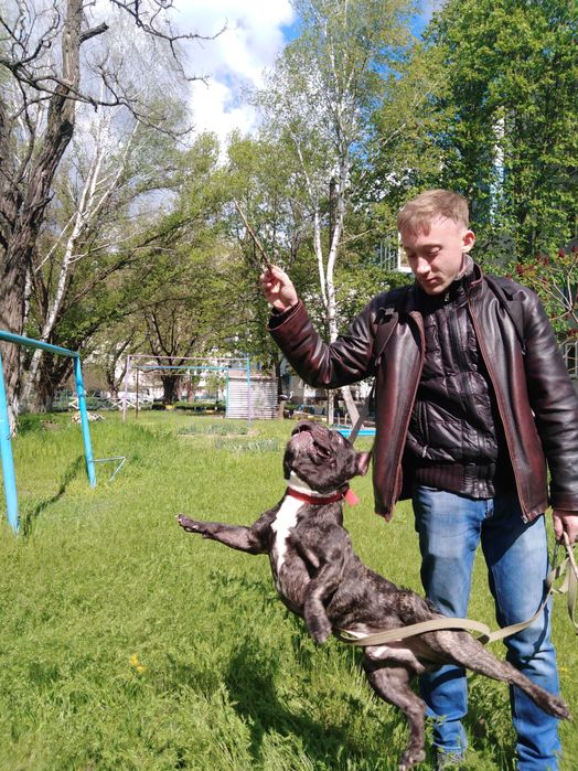 Французский бульдог вязка