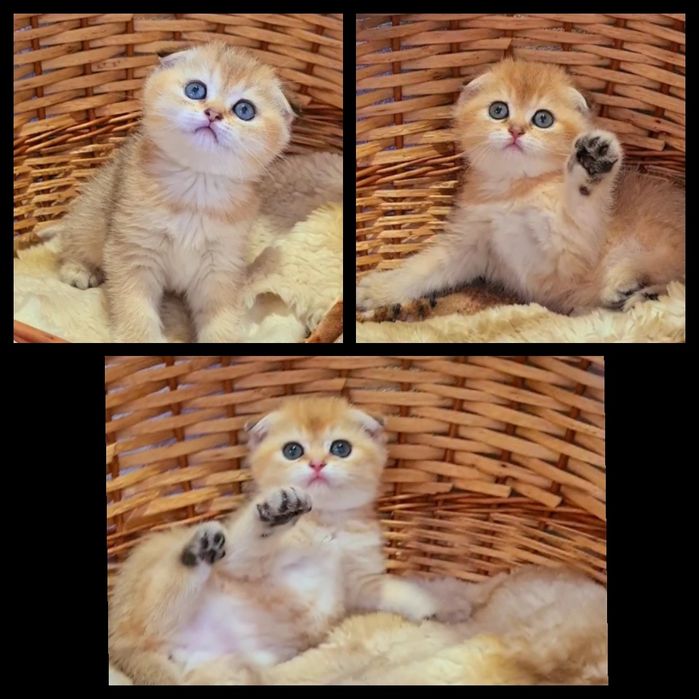 Золотые шиншиллята девочки