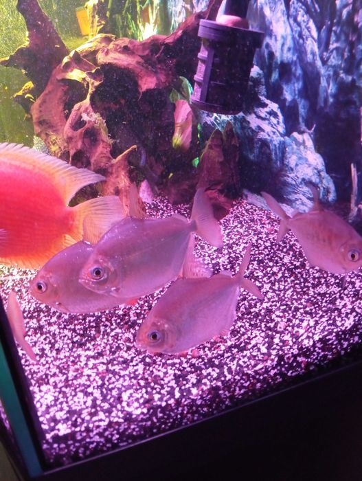 Метиниси 4 хвоста продам