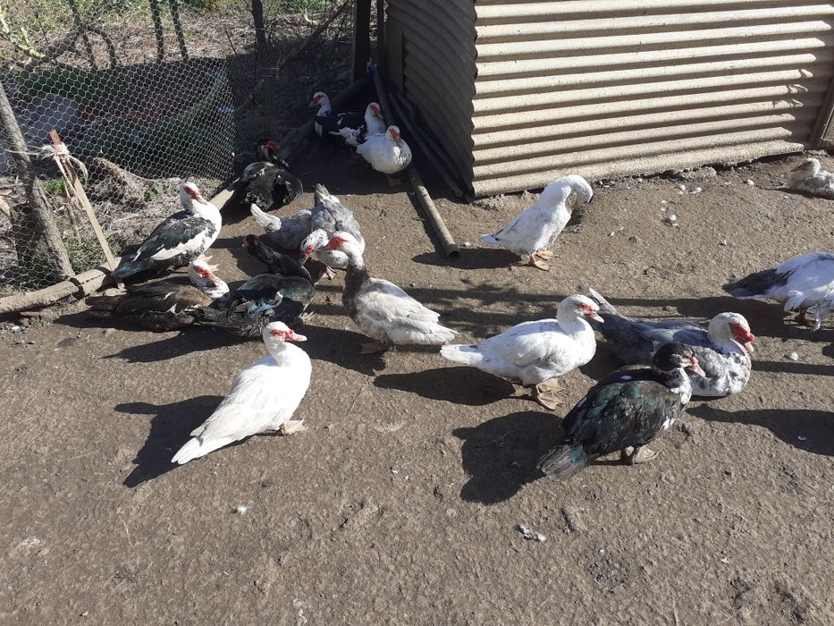 Patos mudos de boa qualidade