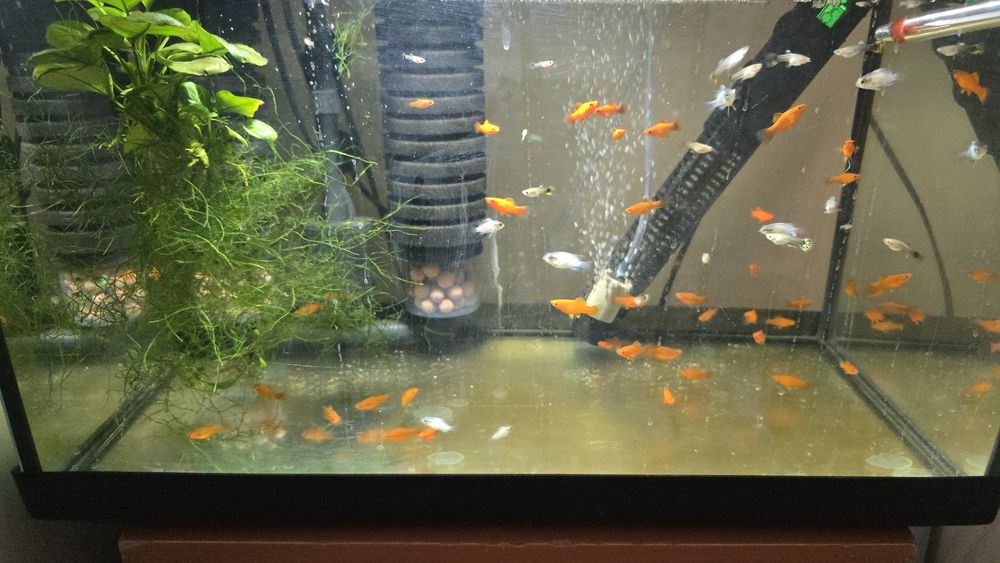 Młode akary Blue Electric od 2-3cm