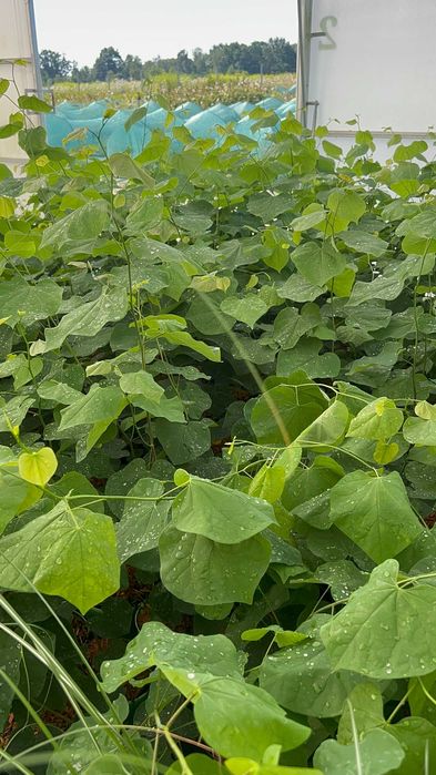 Judaszowiec kanadyjski 2L duże sadzonki Cercis