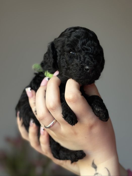 Pudel Średni Czarny ZKwP FCI