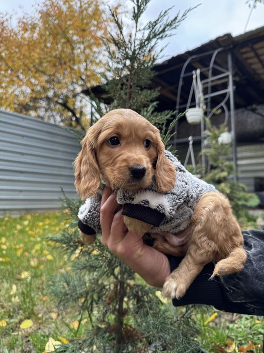 Маленькі руденькі дітки з паспортом
